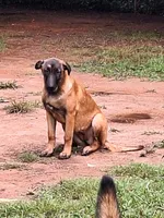 Foxy, a female Belgian Malinois for sale in Lawrenceville, GA – 6 of 9