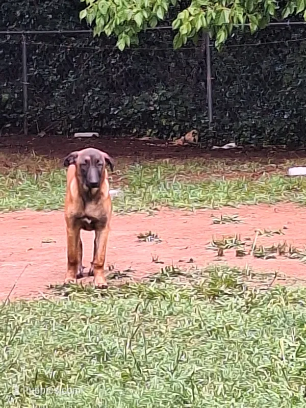 Foxy, a female Belgian Malinois for sale in Lawrenceville, GA – 1 of 9