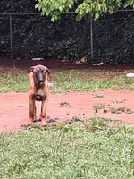Foxy, a female Belgian Malinois for sale in Lawrenceville, GA – 1 of 9