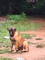 Foxy, a female Belgian Malinois for sale in Lawrenceville, GA – 4 of 9