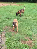 Foxy, a female Belgian Malinois for sale in Lawrenceville, GA – 5 of 9