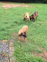 Foxy, a female Belgian Malinois for sale in Lawrenceville, GA – 7 of 9