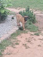 Super sweet girl like her mom., a female Belgian Malinois for sale in Lawrenceville, GA – 2 of 8