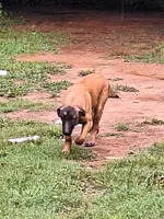 Foxy, a female Belgian Malinois for sale in Lawrenceville, GA – 3 of 9