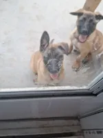 Super sweet girl like her mom., a female Belgian Malinois for sale in Lawrenceville, GA – 3 of 8