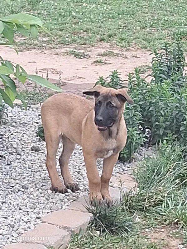 Super sweet girl like her mom. – Belgian Malinois puppy for sale in Lawrenceville, GA