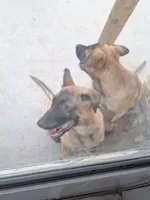Super sweet girl like her mom., a female Belgian Malinois for sale in Lawrenceville, GA – 4 of 8