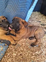 Violet , a female Belgian Malinois for sale in Lawrenceville, GA – Photo 4 of 10