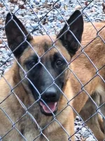 Violet , a female Belgian Malinois for sale in Lawrenceville, GA – Photo 5 of 10