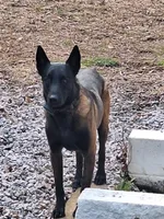 Violet , a female Belgian Malinois for sale in Lawrenceville, GA – Photo 10 of 10