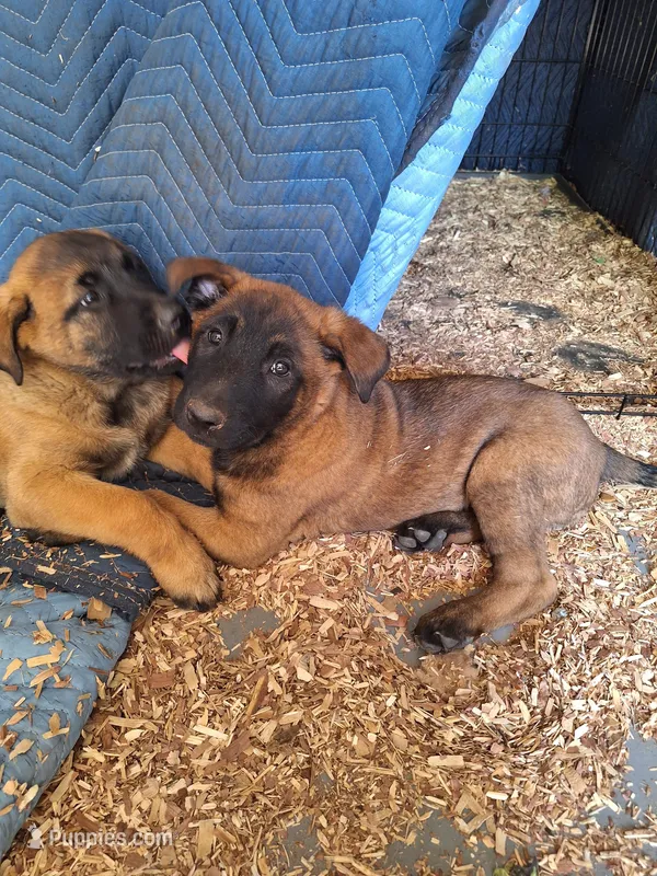 Violet , a female Belgian Malinois for sale in Lawrenceville, GA – Photo 1 of 10