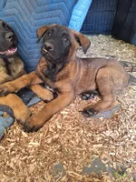 Violet , a female Belgian Malinois for sale in Lawrenceville, GA – Photo 3 of 10