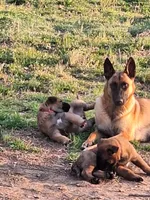 Violet , a female Belgian Malinois for sale in Lawrenceville, GA – Photo 6 of 10