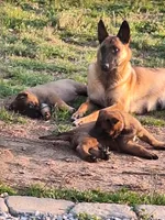 Violet , a female Belgian Malinois for sale in Lawrenceville, GA – Photo 7 of 10