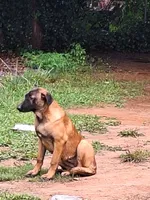 Foxy, a female Belgian Malinois for sale in Lawrenceville, GA – 9 of 9