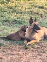 Foxy , a female Belgian Malinois for sale in Lawrenceville, GA – 5 of 7
