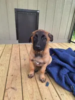 Foxy , a female Belgian Malinois for sale in Lawrenceville, GA – 3 of 7