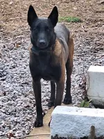 Foxy , a female Belgian Malinois for sale in Lawrenceville, GA – 6 of 7
