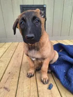 Foxy , a female Belgian Malinois for sale in Lawrenceville, GA – 2 of 7