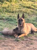 Foxy , a female Belgian Malinois for sale in Lawrenceville, GA – 4 of 7