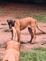 Foxy, a female Belgian Malinois for sale in Lawrenceville, GA – 2 of 9