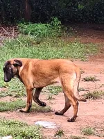 Foxy, a female Belgian Malinois for sale in Lawrenceville, GA – 8 of 9