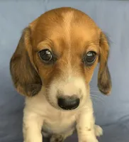 Petite Darling~~Chloe~!!!, a female Miniature Dachshund for sale in Sarcoxie, MO – 2 of 10