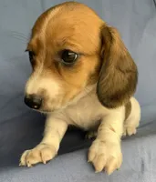 Petite Darling~~Chloe~!!!, a female Miniature Dachshund for sale in Sarcoxie, MO – 9 of 10