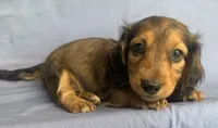 Charlie~Sweet Boy~!, a  Miniature Dachshund for sale in Sarcoxie, MO – 6 of 10