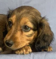 Charlie~Sweet Boy~!, a  Miniature Dachshund for sale in Sarcoxie, MO – 4 of 10