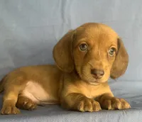 Little Snuggler~Chester~!!!, a male Miniature Dachshund for sale in Sarcoxie, MO – 6 of 10