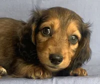 Charlie~Sweet Boy~!, a  Miniature Dachshund for sale in Sarcoxie, MO – 8 of 10