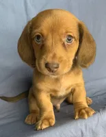 Little Snuggler~Chester~!!!, a male Miniature Dachshund for sale in Sarcoxie, MO – 4 of 10