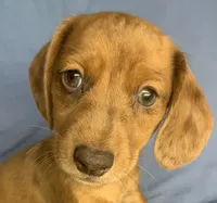 Fun Lil’ Chip, a male Miniature Dachshund for sale in Sarcoxie, MO – 3 of 10