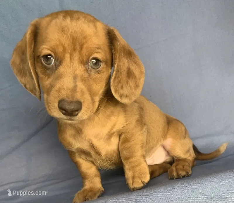 Fun Lil’ Chip – Miniature Dachshund puppy for sale in Sarcoxie, MO