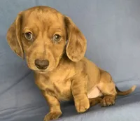 Fun Lil’ Chip, a male Miniature Dachshund for sale in Sarcoxie, MO – 7 of 10