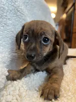 Super Fun Bella~!, a female Chiweenie for sale in Sarcoxie, MO – 7 of 8