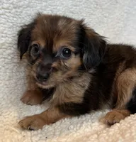 Little Cutie~ Benny~!, a male Chiweenie for sale in Sarcoxie, MO – 2 of 6