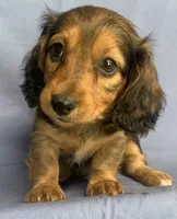 Charlie~Sweet Boy~!, a  Miniature Dachshund for sale in Sarcoxie, MO – 5 of 10