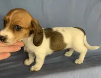 Petite Darling~~Chloe~!!!, a female Miniature Dachshund for sale in Sarcoxie, MO – 3 of 10