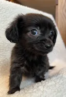Tiny Lil’ Beau~!, a male Chiweenie for sale in Sarcoxie, MO – 4 of 7