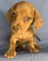 Happy Lil’ Chucky~!!!, a male Miniature Dachshund for sale in Sarcoxie, MO – 7 of 10