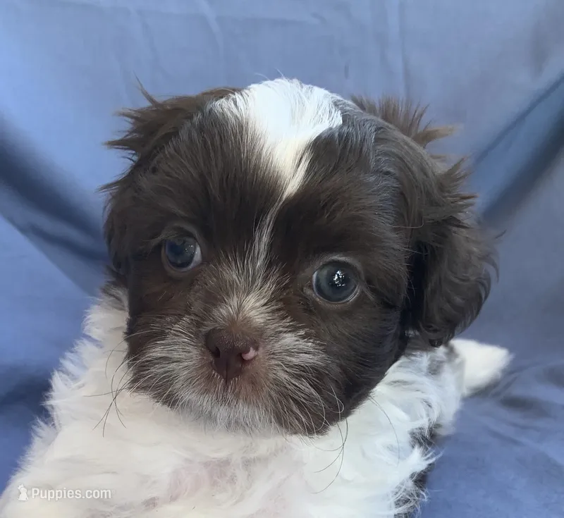 Super Sweet Muffin~!!! – Shih Tzu puppy for sale in Sarcoxie, MO