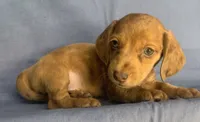 Happy Lil’ Chucky~!!!, a male Miniature Dachshund for sale in Sarcoxie, MO – 5 of 10