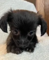 Tiny Lil’ Beau~!, a male Chiweenie for sale in Sarcoxie, MO – 7 of 7