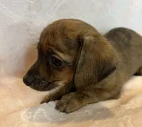 Super Fun Bella~!, a female Chiweenie for sale in Sarcoxie, MO – 3 of 8