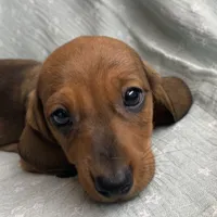 Gizmo~ Snuggly Boy~!, a male Miniature Dachshund for sale in Sarcoxie, MO – Photo 3 of 10