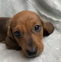 Gizmo~ Snuggly Boy~!, a male Miniature Dachshund for sale in Sarcoxie, MO – Photo 3 of 10