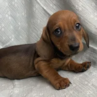 Gizmo~ Snuggly Boy~!, a male Miniature Dachshund for sale in Sarcoxie, MO – Photo 5 of 10