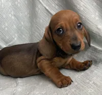 Gizmo~ Snuggly Boy~!, a male Miniature Dachshund for sale in Sarcoxie, MO – Photo 5 of 10